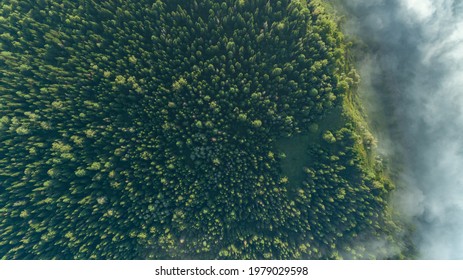 Aerial top view of misty forest trees in forest in Canada. Drone photography. Rainforest ecosystem and healthy environment concept. Foggy morning