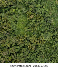 Aerial Top View Of A Natural Patch Of Bamboo Growing In A Tropical Forest