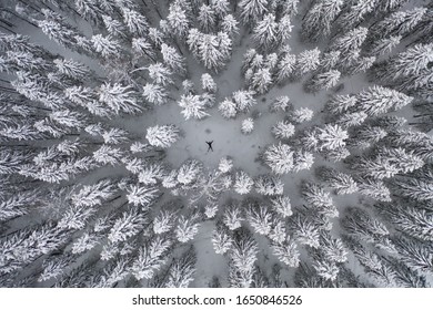 Aerial Top View Pa Man Is Lying In The Snow Covered Spruce Forest. White Winter Trees