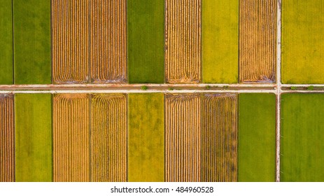 Aerial Top View Photo From Flying Drone Of A Land With Sown Green Fields In Countryside In Spring Day. Land With Grown Plants Of Paddy