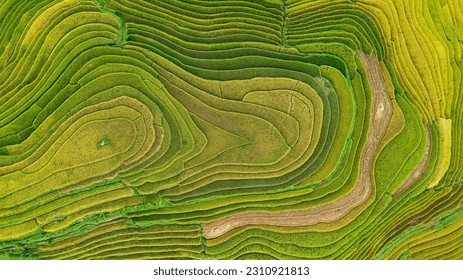 Aerial top view Rice fields on terraces  of mu cang chai,  rice fields prepare the harvest at northwest vietnam ,yenbai vietnam. - Powered by Shutterstock