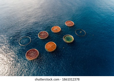 Aerial Top View Of The Rings Of Fish Aqua Farm In The Sea Of Madeira Portugal Europe