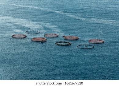 Aerial Top View Of The Rings Of Fish Aqua Farm In The Sea Of Madeira Portugal Europe