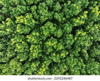 Aerial top view of rubber forest. Drone view of dense green rubber trees garden capture CO2. Green trees background for carbon neutrality and net zero emissions concept. Sustainable green environment.