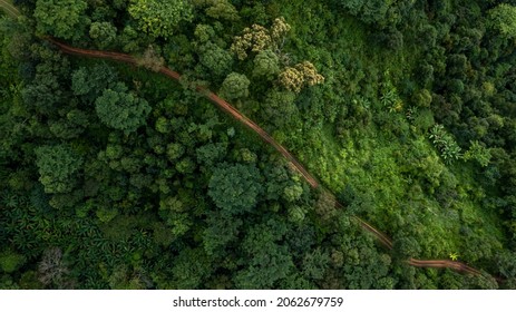 Aerial top view rural road in the forest, dirt road or mud road and rain forest, Aerial view road in nature, Ecosystem and healthy environment - Shutterstock ID 2062679759