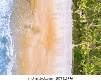 Aerial top view shot of layers of nature. Beach scene of trees, sand and ocean