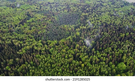 Aerial top view of some clouds over the forest and evergreen trees that bear cones.  Ecosystem and healthy environment concept and background. Texture of green forest view from above. - Shutterstock ID 2191285025