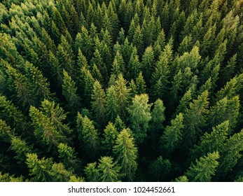 Letecký horní pohled na letní zelené stromy v lese ve venkovském Finsku. Drone fotografie