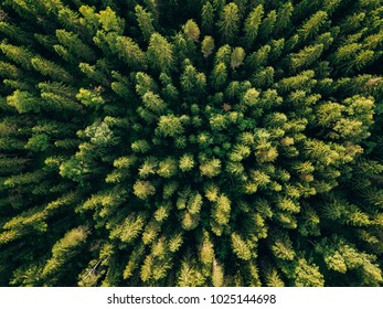 Aerial Top View Of Summer Green Trees In Forest In Rural Finland. Drone Photography