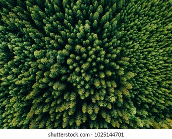 Aerial Top View Of Summer Green Trees In Forest In Rural Finland. Drone Photography