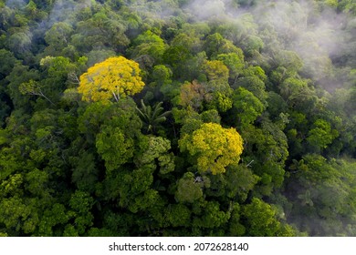 Aerial Top View Of A Tropical Forest Canopy: The Amazon Forest Seen From Above