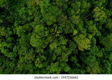 Aerial top view, wide shot of a tropical forest canopy