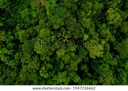 Aerial top view, wide shot of a tropical forest canopy