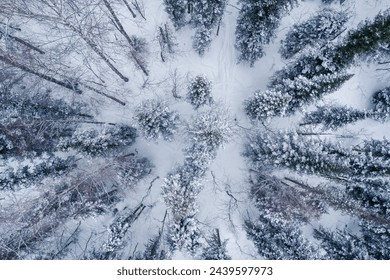 Aerial top view winter forest with fresh snow and white trees in rural Sheregesh, Drone photo. - Powered by Shutterstock