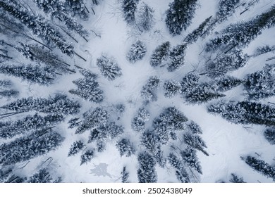 Aerial top view winter forest with fresh snow and white trees in rural Sheregesh, Drone photo. - Powered by Shutterstock