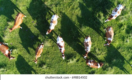 Aerial top-down photo of meadow with red Holstein Friesians cattle grazing grass showing their long shadows from sundown in grass field these cows are usually used for dairy production