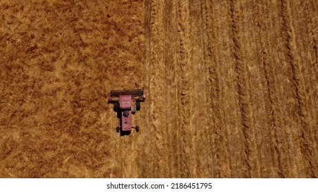 Aerial Top-down Rising Over Red Tractor Mowing Cutting Grass On Golden Field