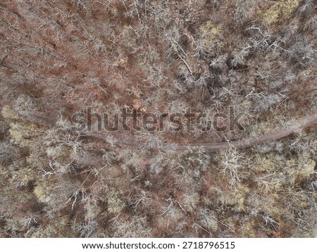 Aerial Top-Down View of Forest Path in Late Autumn