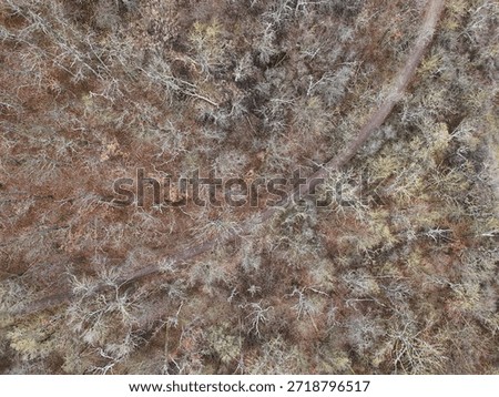 Aerial Top-Down View of Forest Path in Late Autumn