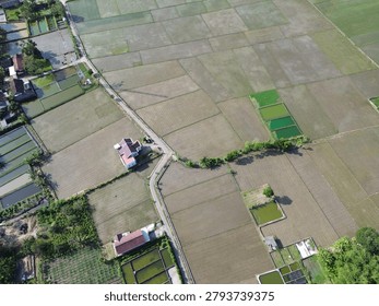 Aerial top-down view of a geometric patchwork of green agricultural rice fields intersected by a winding rural road and isolated houses.