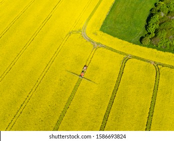Aerial Of Tractor Spraying Oilseed Rape Crop With Pesticide