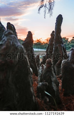 Aerial tree roots raising from the ground besides a lake in autumn during Golden Hour