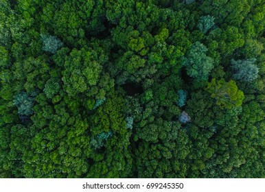 Aerial Trees