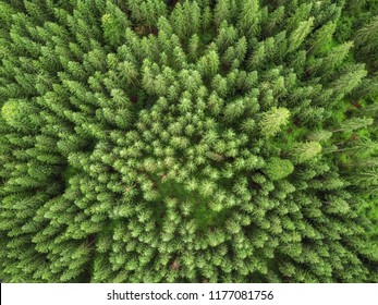 Aerial Veiw Of Green Alpine Forest. Drone Shot