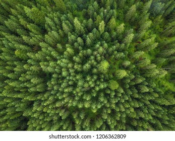 Aerial Veiw Of Green Forest. Drone Shot