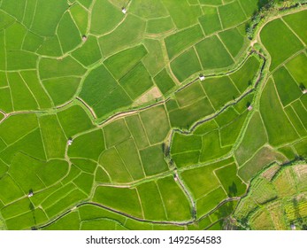 Aerial View Above The Green Rice Fields And Beautiful Patterns.