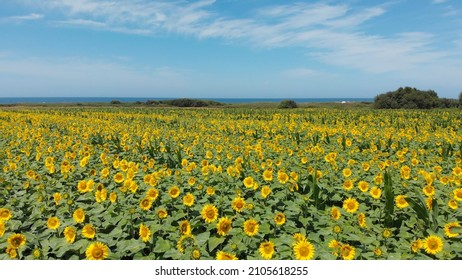 Aerial View Above To The Sunflowers Field. Top View Onto Agriculture Field With Blooming Sunflowers. Summer Landscape With Big Yellow Farm Fields With Sunflowers In Carreço, Portugal.