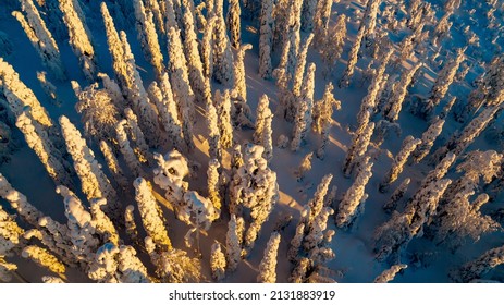 Aerial View Above Sunlit, Snow Covered Tykkylumi Forest, Golden Hour In Lapland - High Angle, Drone Shot