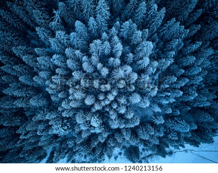 Aerial view from above of winter forest covered in snow. Pine tree and spruce forest top view. Cold snowy wilderness drone landscape photo. Moody blue color and tone. Quadcopter flies above woods