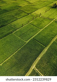 Aerial view of abstract geometric shapes of Bali Lush green rice fields.