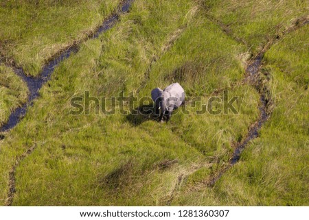 Similar – Image, Stock Photo The last unicorn Nature