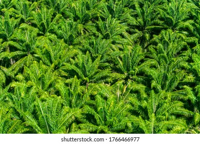 Aerial View Of An African Palm Tree Plantation For The Production Of Palm Oil, Amazon Rainforest. 