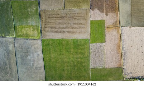 Aerial View Of A Agricultural Field. Checkered Green Pattern Created By Freshly Planted Paddy.