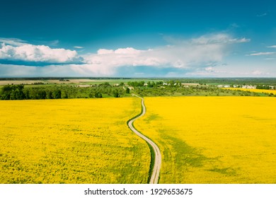 Aerial View Of Agricultural Landscape With Flowering Blooming Rapeseed, Oilseed In Field In Spring Season. Blossom Of Canola Yellow Flowers. Beautiful Rural Country Road.