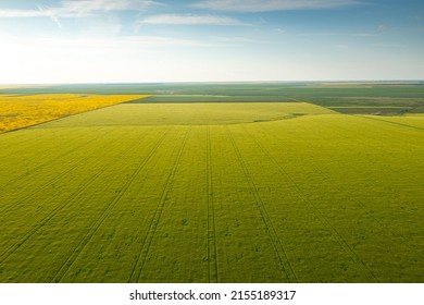 Aerial view of an agriculture landscape over a young green wheat field. Farming industry. - Shutterstock ID 2155189317