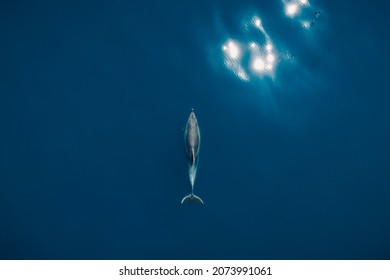 Vista aérea del delfín botellano solo en el mar azul. Animales acuáticos en el mar Negro