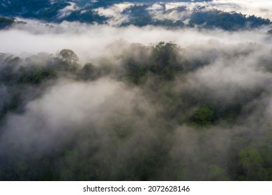 Aerial View Of The Amazon Forest Covered In Fog: A Tropical Forest Canopy