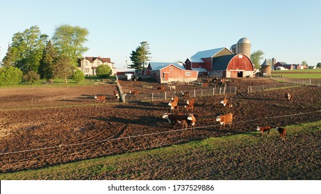 Aerial view of american countryside landscape. Farm, red barn, cows. Rural scenery, farmland. Sunny morning, spring summer season  