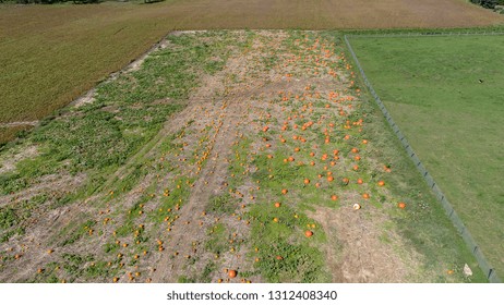 Aerial View Of Amish Pumpkin Farm Countryside In Autumn From A Drone