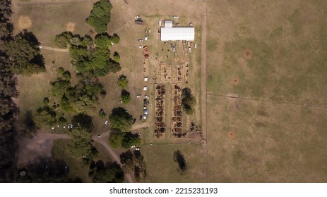 Aerial View Of Angus Cattle In An Auction Pen