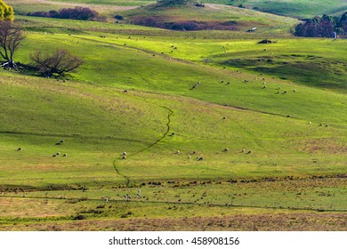 Aerial View Of Animals Grazing Green Grass On Paddock Pasture Against Blue Sky. Cattle On The Farm Rural Agriculture Scene. Australian Outback Landscape On Sunny Day. Copy Space