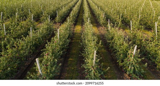 Aerial view of the apple orchard - Powered by Shutterstock