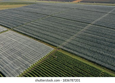 Aerial view of apple orchard. Large apple plantation. - Powered by Shutterstock