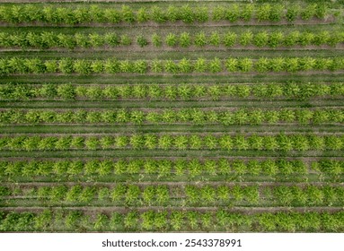 Aerial view of the apple orchard. top down view 
 - Powered by Shutterstock