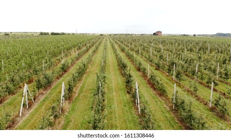 Aerial view of the Apple plantation. The cultivation of apples. Panorama Apple orchard shooting with a drone. Camera moves in front - Powered by Shutterstock