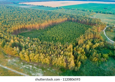Aerial view of arable fields, pine forest and countrysides in evening